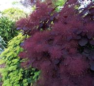 Arbre à perruques pourpre "Royal Purple"