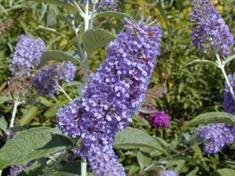 Arbre aux papillons 'Lochinch'