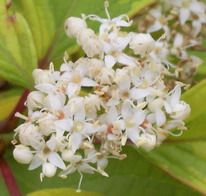 Cornouiller blanc 'gouchaultii'